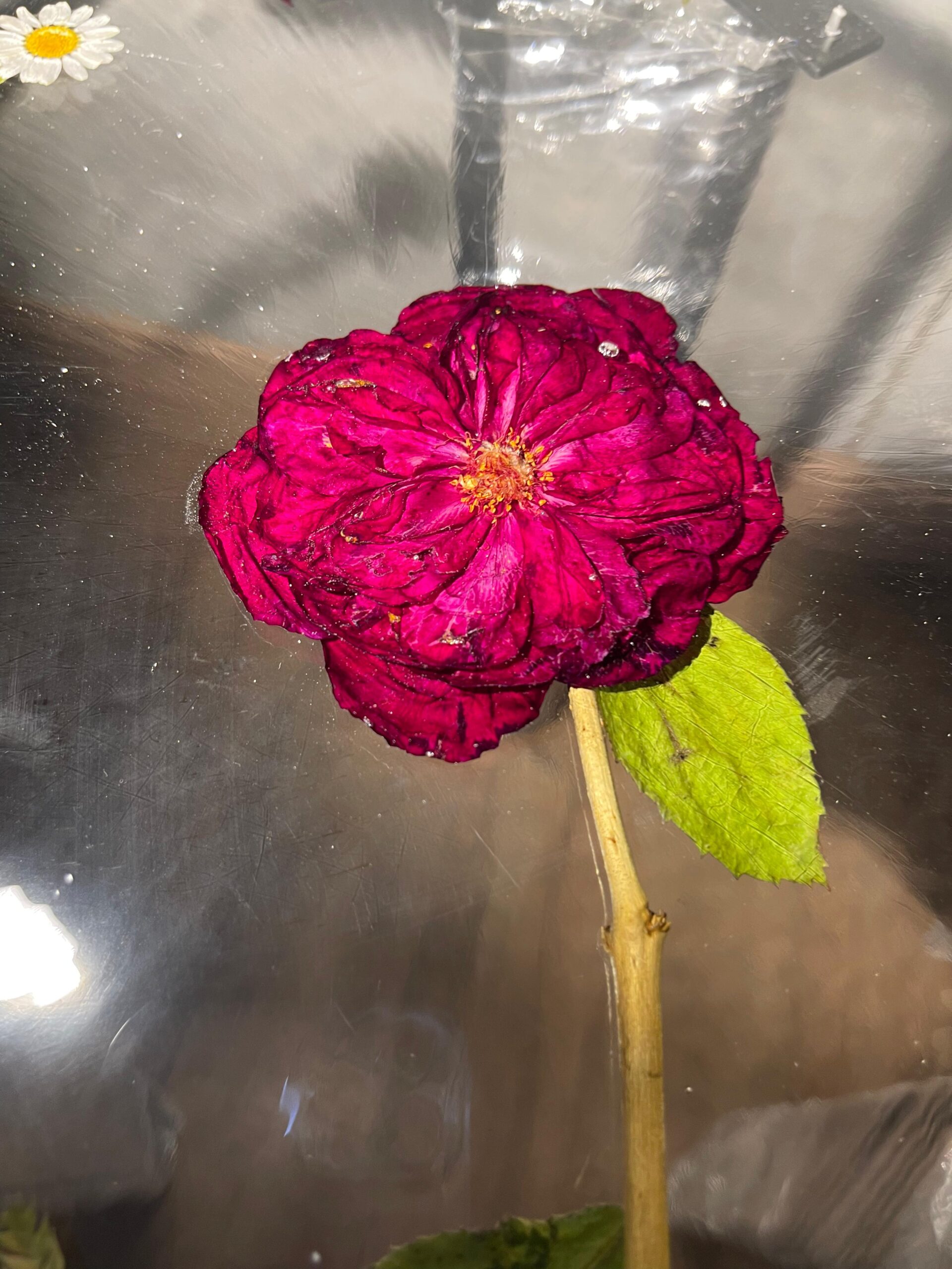 RTRCT001A Real Rose CoffeeTable RTRCT001A Real Rose CoffeeTable